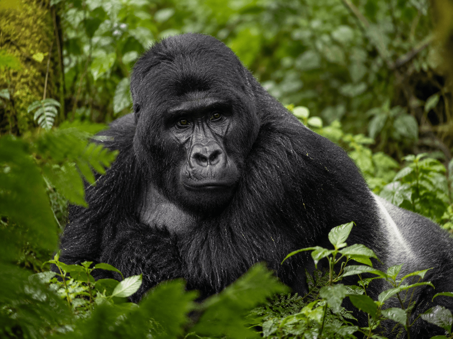 Mountain gorilla in the forest for the East Africa solo expedition